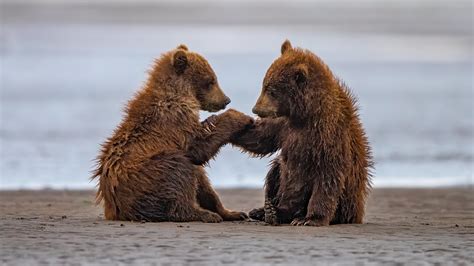 Two Baby Bears Are Sitting On Beach Sand With Water Background During
