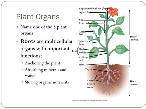 Plant Organs Rbiology