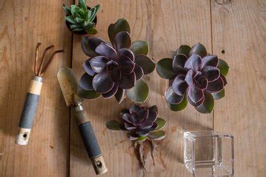 How To Make A Hydroponic Vase To Hold Succulents Ehow