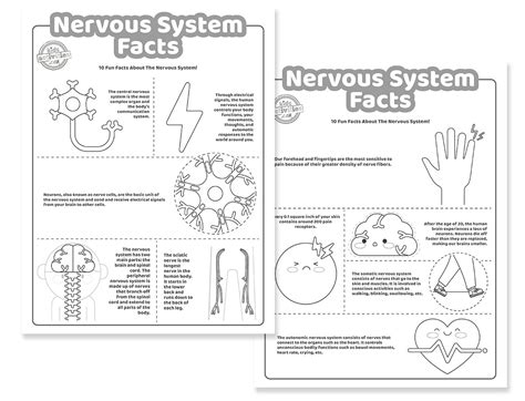 Fun Facts About The Nervous System For Kids Kids Activities Blog