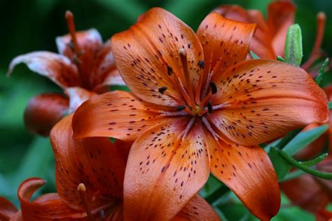 Funny Wallpapershd Wallpapers Tiger Lily Flower