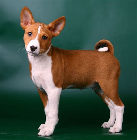 Basenji3 Basenji Dog Breeds Basenji Puppy Basenji Dogs Dog