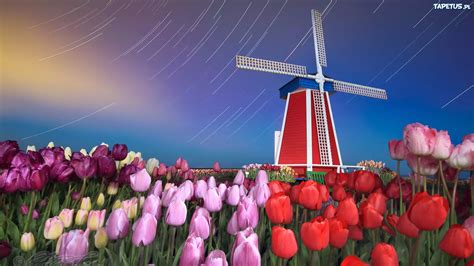 Wiatrak Pole Tulipanów Holandia