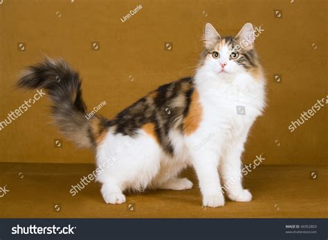 Beautiful Calico Norwegian Forest Cat On Gold Background Stock Photo
