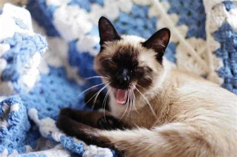 Different Types Of Siamese Cats Complete List Updated