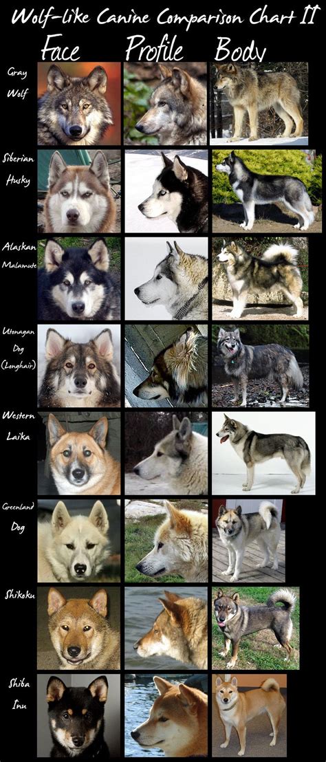 Wolf Like Dogs Chart 2 Huge By Hdevers On Deviantart Cute Animals
