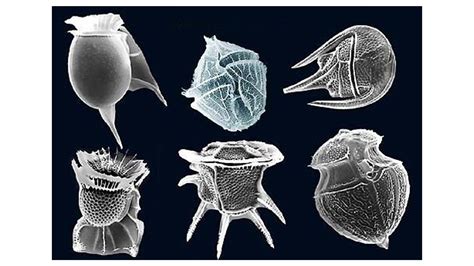What Is The Division To Which Dinoflagellates Belong