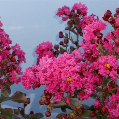 Crape Myrtle ‘pink Velour The Home And Garden Center