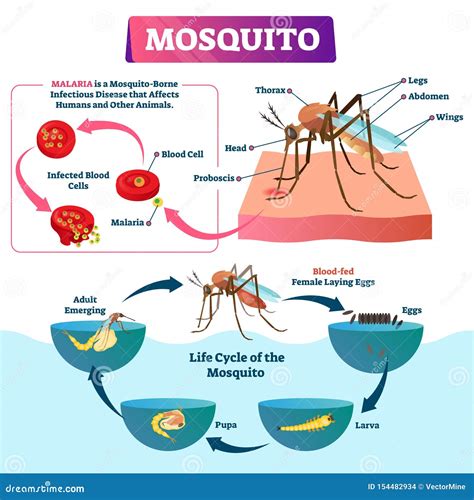 Mosquito Vector Illustration Labeled Insects Species With Malaria