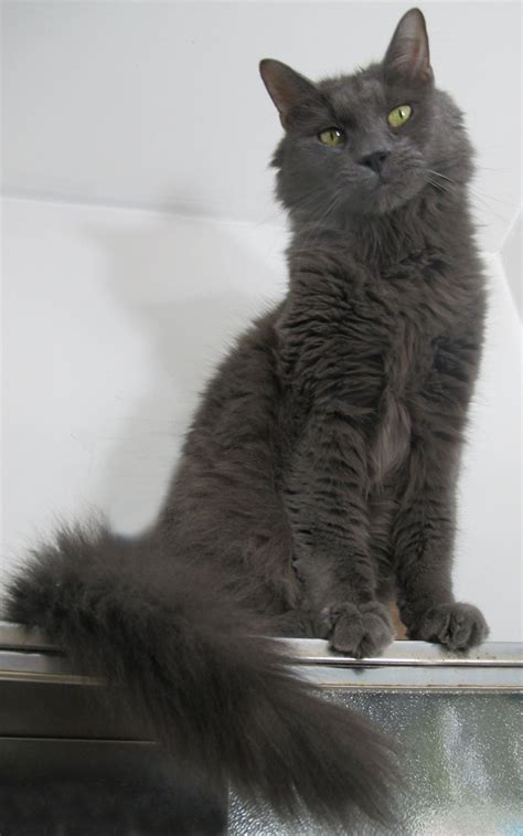 About Maine Coon Cats Ny Blue Maine Coon Price