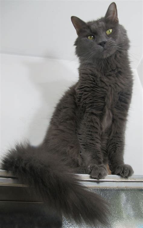 We have healthy male and female maine coon kittens availale for sale to cat loving homes. 51016dfcc8b60bb708b34ba27b92a051 - MaineCoon.org