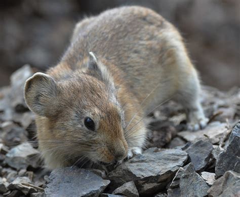 Daurian Pika Ochotona Dauurica Daniele Colombo Flickr