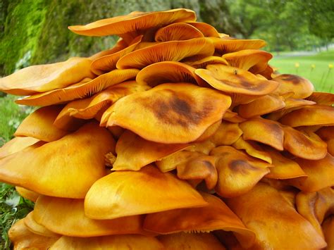 Jack O Lantern Mushroom Lichens And Mushrooms Of Virginia