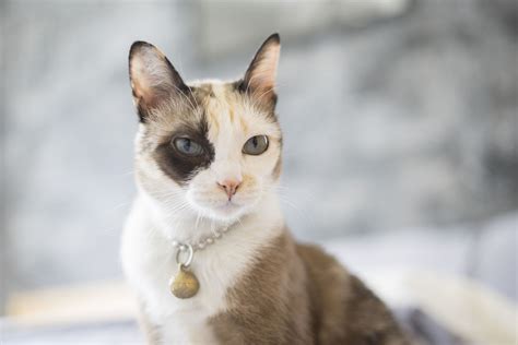 10 Cat Breeds That Are Rare To Find