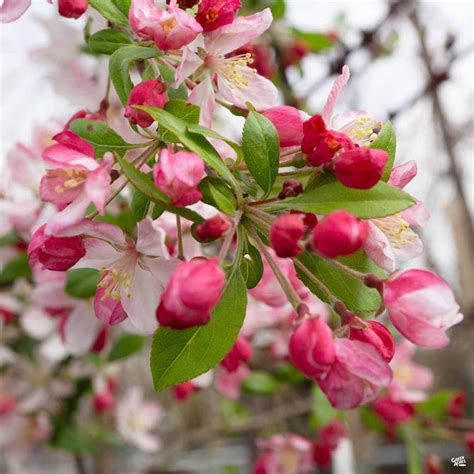 Flowering Crabapple Prairifire — Green Acres Nursery And Supply