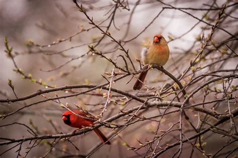 Northern Cardinal Pair In Spring Photograph By Terry Deluco Pixels