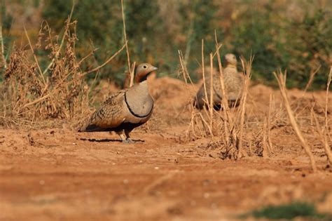 Premium Photo Black Bellied Sandgrouse Male And Female At A Water