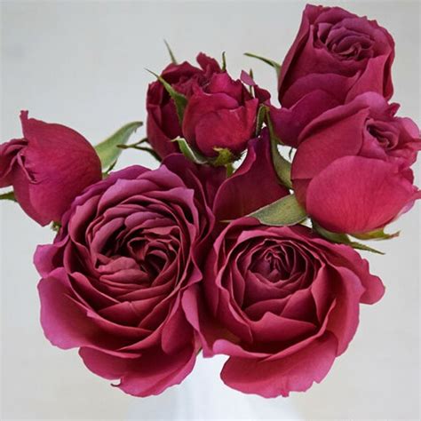 Wabara Aoi Fuga Garden Spray Roses Florabundance Wholesale Flowers