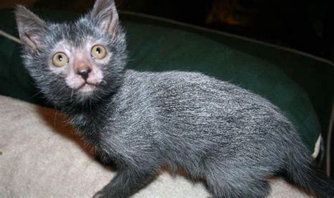 Lykoi Cats That Are Breed To Look Like Werewolves Are The