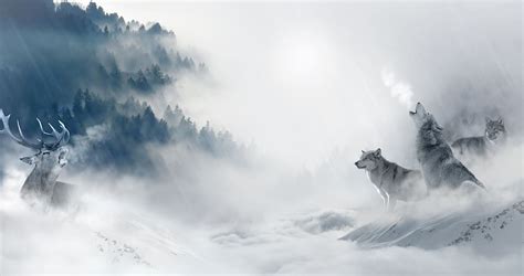 Hd Wallpaper Pack Wolf Wolves Animal Wild Winter Ice Snow
