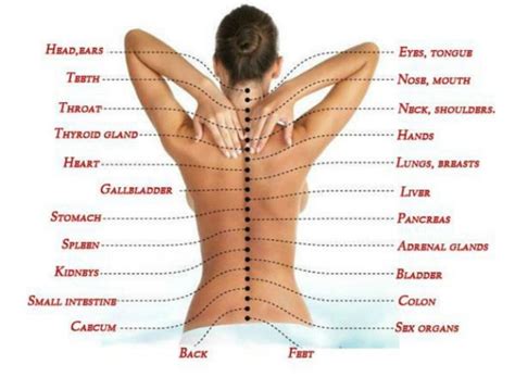 Pain Source How The Spine Causes Pain To Your Internal Organs