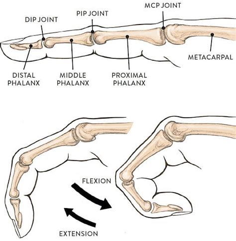 Ellipsoid Joints Anatomy Movement Ellipsoidal Joint Location