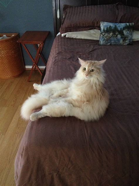 19 Chill Cats Who Are Sitting Like Humans