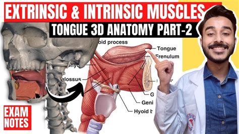 Tongue Muscles Anatomy Extrinsic Muscles Of Tongue Anatomy Intrinsic Muscles Of Tongue