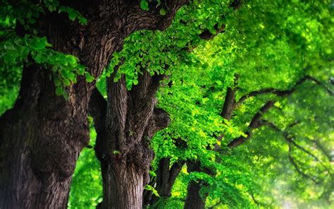 Please contact us if you want to publish a pinterest desktop. green trees - HD Desktop Wallpapers | 4k HD