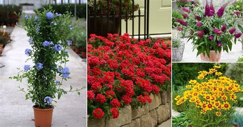 The levels of humidity and heat can provide challenges to gardeners that are seeking to find the best flowers and plants for their gardens. 26 Best Flowers to Plant in Florida | Plants that Grow in ...