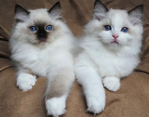 Rehome buy and sell, and give an animal a forever home with preloved! Ragdoll cat breeders - Ragdoll kittens for Sale in Ohio ...