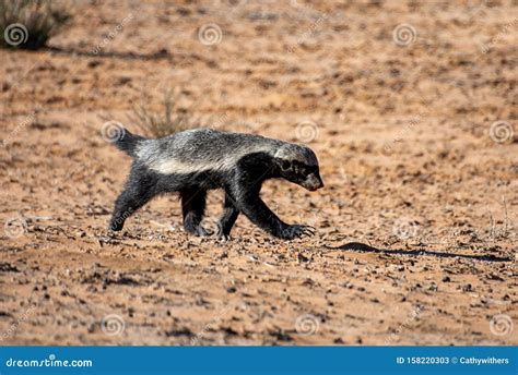 Honey Badger Stock Image Image Of Badger African Claw 158220303