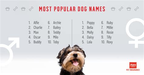 Whatever the reason, our website is the ideal place to research names to choose the perfect one for your new pet. What are the most popular dog names - Argos Pet Insurance