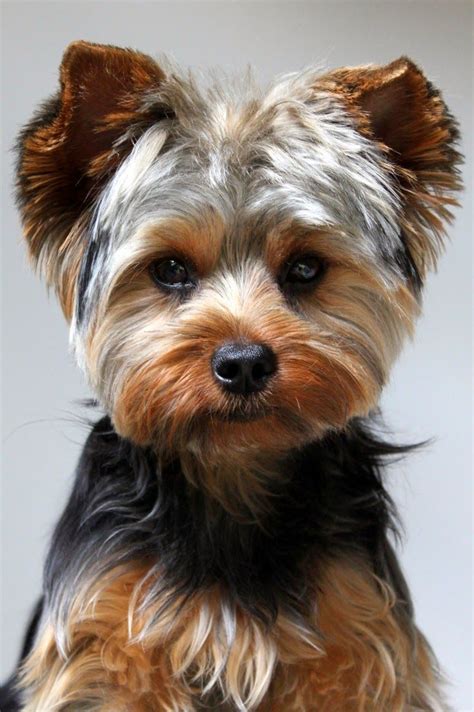 133 Best Yippee For Yorkies Images On Pinterest Yorkies