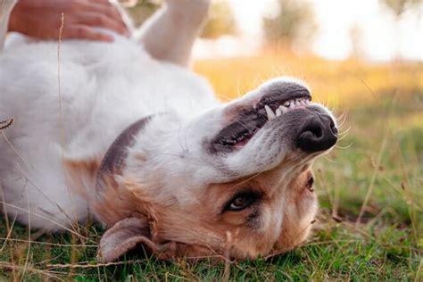 Why Do Dogs Love Belly Rubs So Much 5 Reasons Behind This Behavior