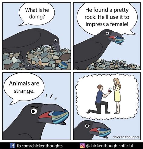30 Funny Comics About Parrots Illustrated By A Bird Owner Bored Panda