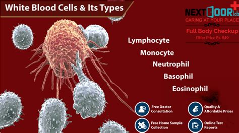 White Blood Cells Most Important Component Of Our Immune