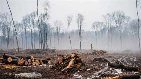 Deforestación Puede Traer “virus Nuevos” Advierte Científico Que