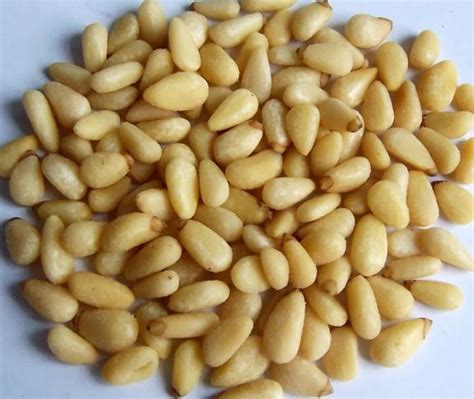 Pine Nuts Nutrition Facts Health Benefits Substitutes Pictures