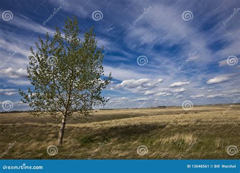 Birch Tree And The Cloudy Blue Skies Stock Image Image Of Green