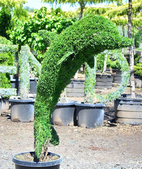 Browse our selection of topiary trees and find the right one for the occasion or person you need it for. Topiary Trees | Topiary Forms | Live & Artificial | Indoor ...