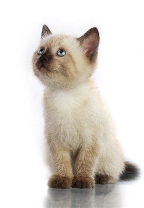 60 Sassy Siamese Cat Names With Images Cats And Kittens Siamese