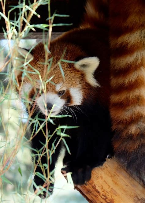 Dscf9197 Red Panda Calgary Zoo Sarah Nason Flickr