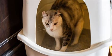 Signs Of Urinary Tract Infections In Cats Cole Marmalade