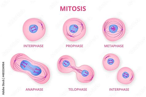 Process Of Division Of Organic Cell Stages Of Mitosis Formation With