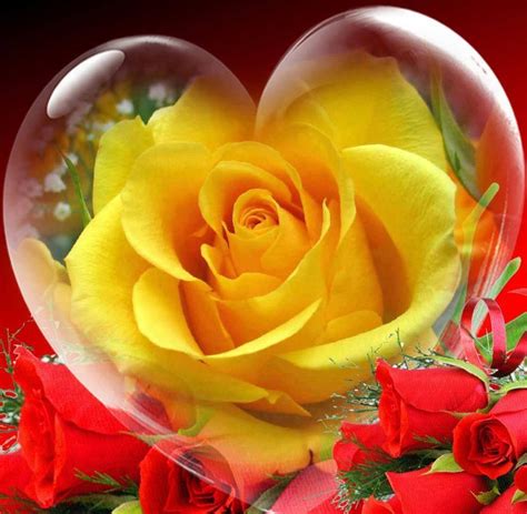 ʜᴀᴅᴀᴄᴀʀᴏʟɪɴᴀ Rose Beautiful Flowers Wallpapers Flower Heart