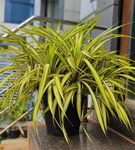 Pandanus Variegated Big 14