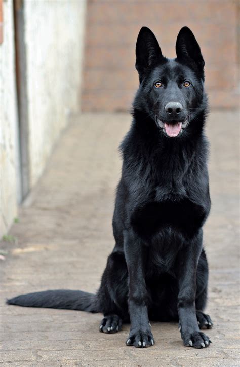 Black German Shepherddogportraitbeautysitting Free Image From
