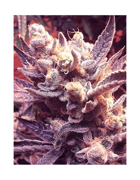 Buy Grape Og From The Cali Connection Oaseeds