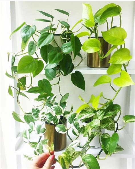 Trailing Plants Golden Pothos Plants At Home Living With Plants Air